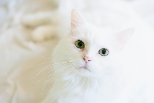 Rüyada Beyaz Kedi Görmek